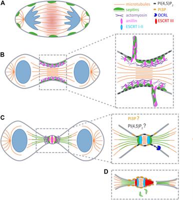 Septin Remodeling During Mammalian Cytokinesis